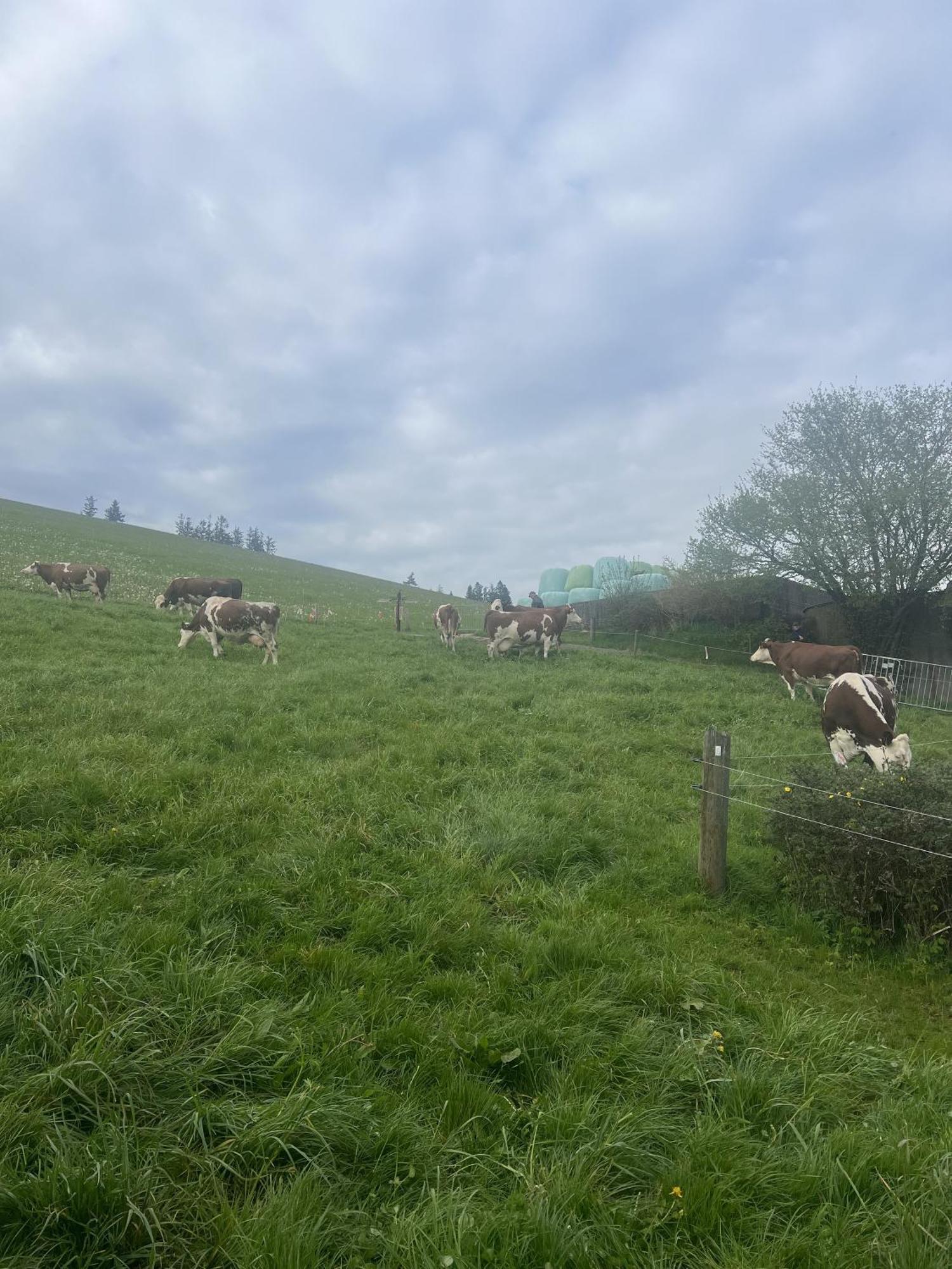 Kapellenhof Ferienwohnungen Triberg im Schwarzwald Extérieur photo
