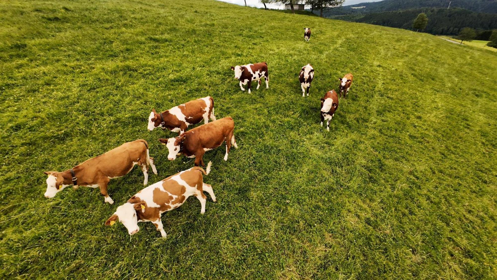 Kapellenhof Ferienwohnungen Triberg im Schwarzwald Extérieur photo